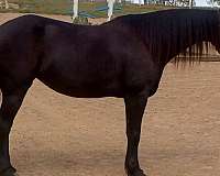 well-schooled-friesian-horse