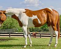 tobiano-paint-gelding