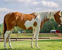 tobiano-apha-gelding