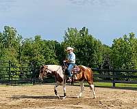 tobiano-gelding-for-sale