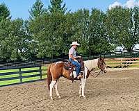 apha-gelding