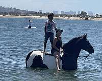 tobiano-rodeo-pickup-pony