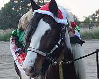 tri-color-bay-with-black-points-blue-eyes-horse