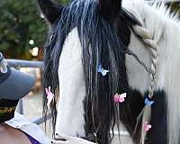 tobiano-tri-color-bay-with-black-points-blue-eyes-horse