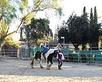 tri-color-gypsy-vanner-horse