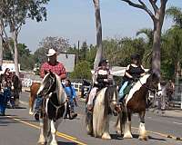 gypsy-vanner-horse