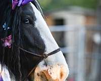 all-around-gypsy-vanner-horse