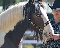 athletic-gypsy-vanner-horse