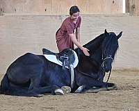 equitation-friesian-horse