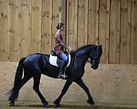 dressage-friesian-horse