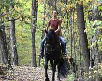 field-hunter-friesian-horse