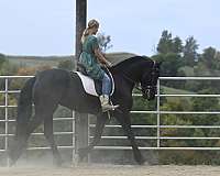 jumping-friesian-horse