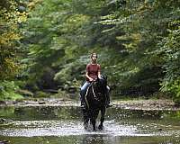 husband-safe-friesian-horse