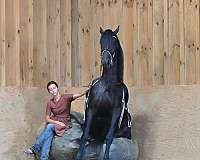 kid-safe-friesian-horse