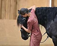 lesson-friesian-horse