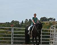 trail-riding-friesian-horse