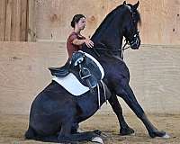 western-dressage-friesian-horse