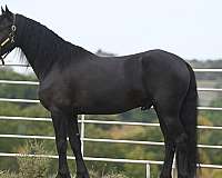 working-equitation-friesian-horse