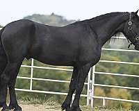 youth-friesian-horse