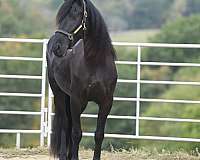 black-friesian-gelding