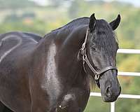 black-beginner-horse