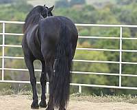 black-dressage-horse