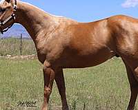 family-friendly-saddle-winner-gelding