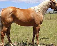 all-around-quarter-horse