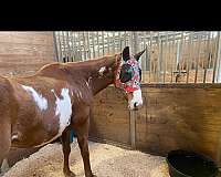 mare-aqha-paint-horse