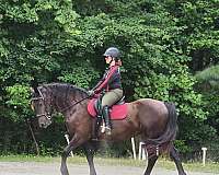 low-level-friesian-horse