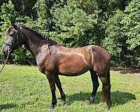 black-hoa-mare