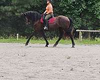 affectionate-friesian-horse