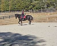 all-friesian-horse