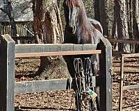 all-friesian-horse