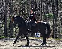 barefoot-friesian-horse