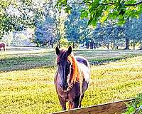 barefoot-friesian-horse