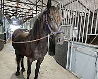 amateur-friesian-horse