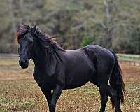 pace-friesian-horse