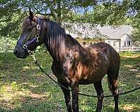 pace-friesian-horse