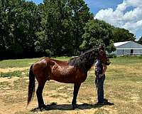 bay-silvergrey-markings-horse