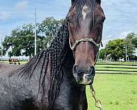 arena-work-paso-fino-horse