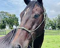 barefoot-paso-fino-horse