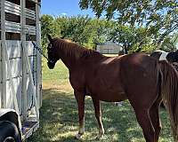 quarter-horse-for-sale