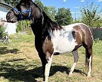 sorrel-tobiano-halter-horse