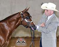 chestnut-star-2-white-ankles-horse