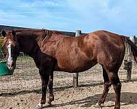 cut-appaloosa-horse