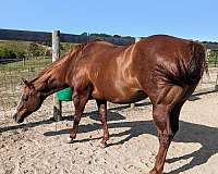 great-show-record-appaloosa-horse