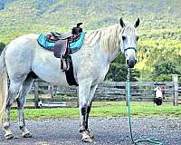 gaited-horse-for-sale-in-va-tennessee-walking