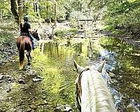 tenn-walker-for-sale-tennessee-walking-horse