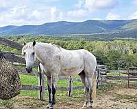 gaited-horse-for-sale-in-va